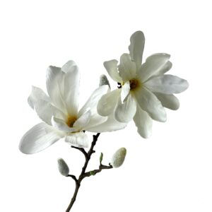 Kunsttak magnolia